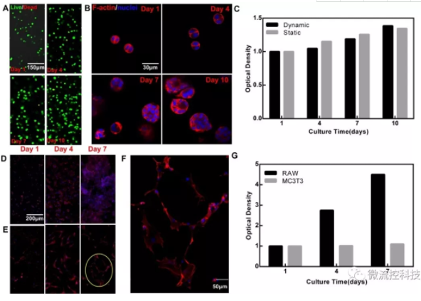 圖4.模塊化芯片的細胞培養(yǎng)