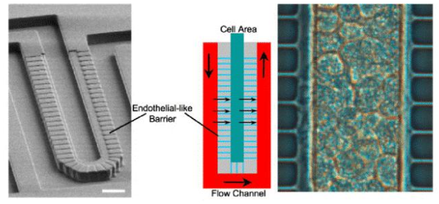 圖3. Lee等人設(shè)計(jì)的人造肝竇。流動(dòng)通道和細(xì)胞室寬50μm，高30μm。這兩個(gè)區(qū)域分別模擬血管和肝實(shí)質(zhì)，并由一個(gè)由平行微通道（2 x1μm - 寬x高）組成的屏障隔開，該微通道起肝臟內(nèi)皮細(xì)胞（LSECs）的作用。屏障允許同時(shí)將肝細(xì)胞緊密包裹在細(xì)胞區(qū)域（右圖），同時(shí)確保低剪切應(yīng)力。（比例尺50μm）。來(lái)自Moraes等人的圖。