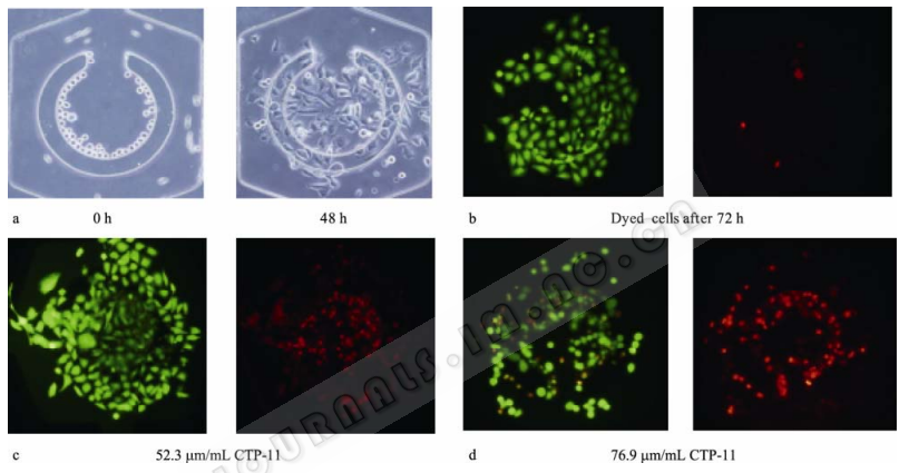 圖 7 細(xì)胞在芯片培養(yǎng)腔的培養(yǎng)、藥物作用與檢測(cè)