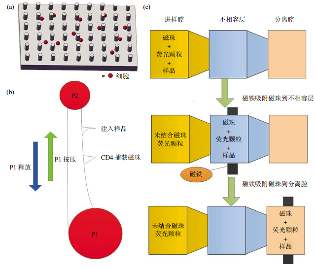 圖2免疫捕獲細(xì)胞分離芯片結(jié)構(gòu)示意圖(a)抗體特異性細(xì)胞捕獲示意圖。(b)磁珠細(xì)胞分離芯片示意圖。(c)表面張力不相容過濾篩選芯片示意圖