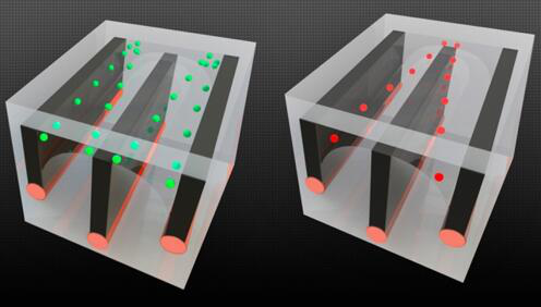 圖片顯示了麻省理工的研究人員如何在長纖維中整合導(dǎo)線和微流控通道，并展示了細(xì)胞分選的能力——將活細(xì)胞從死細(xì)胞中分離開來，因為這兩種細(xì)胞對電場的反應(yīng)不同。以綠色顯示的活細(xì)胞被拉向通道的外邊緣，而死細(xì)胞（以紅色顯示）則被拉到中心，允許它們被送入單獨的通道