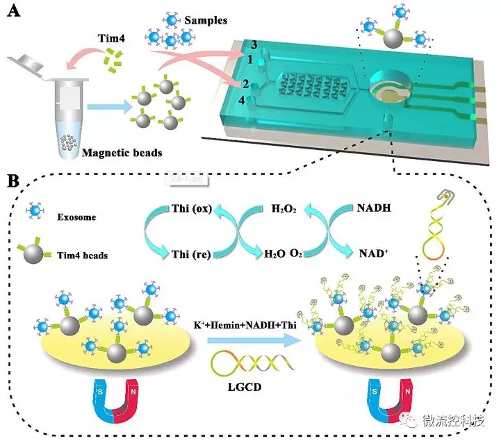 圖1.（A）ExoPCD-chip示意圖；（B）ITO表面電傳感示意圖