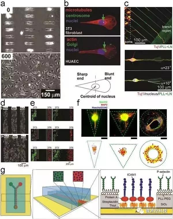 Figure 2.細胞粘附和遷移的幾何約束和動態(tài)控制。