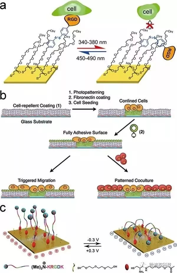 Figure 3.光或電誘導(dǎo)的細胞粘附。