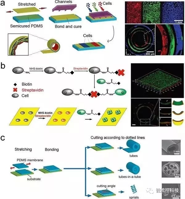 圖5.通過應(yīng)力誘導(dǎo)自卷曲膜（SIRM）來合成管狀組織結(jié)構(gòu)