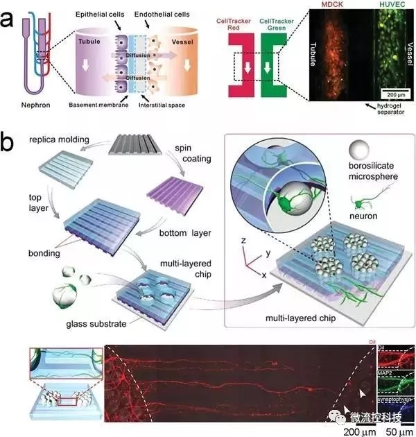 圖6.利用微流控芯片通過“一步法”合成組織。