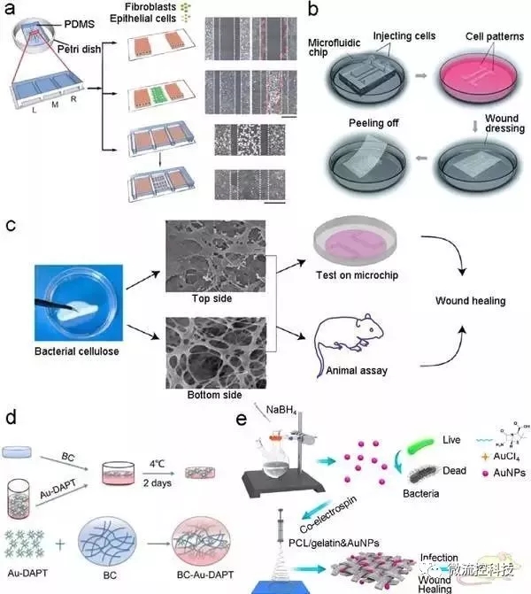 圖7.基于微流控芯片的傷口愈合模型和傷口敷料篩選。