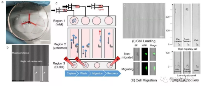 圖 1 SCM-chip的結(jié)構(gòu)表征、操作流程和功能表征