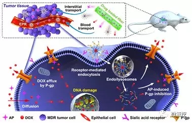 利用微流控技術(shù)有效提高腫瘤化療效果