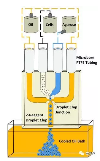 使用具有雙試劑、四通道玻璃連接芯片的微流控液滴系統(tǒng)生成瓊脂糖微珠