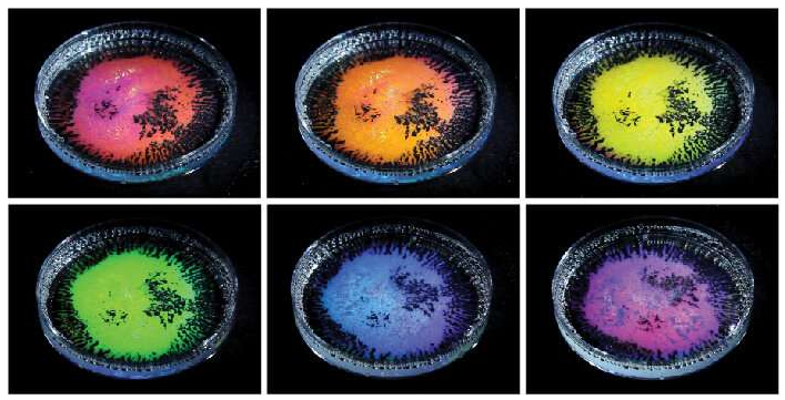 含有透明液滴乳液的培養(yǎng)皿，所述透明液滴乳液由不同密度的油和從不同角度拍攝的水基表面活性劑的混合物制成。當(dāng)用白光照射時，油滴根據(jù)觀察方向反射不同的顏色。新的研究解釋了這種“結(jié)構(gòu)顏色”是如何根據(jù)液滴的大小和曲率以及液滴的全內(nèi)反射形成的。圖片來源：賓夕法尼亞州扎爾扎爾實驗室