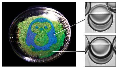 企鵝的圖像從水滴中的油反射; 示出了反射藍(lán)色和綠色光的每種類型的液滴的圖像。企鵝是通過使用光響應(yīng)性表面活性劑和光致圖案化的液滴形狀制成的。圖片來源：賓夕法尼亞州扎爾扎爾實驗室