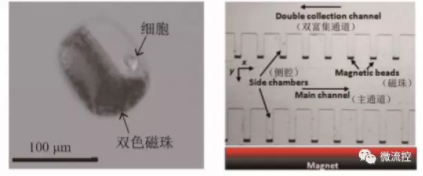 圖8 基于磁捕獲技術(shù)的微流控芯片上的細(xì)胞操控
