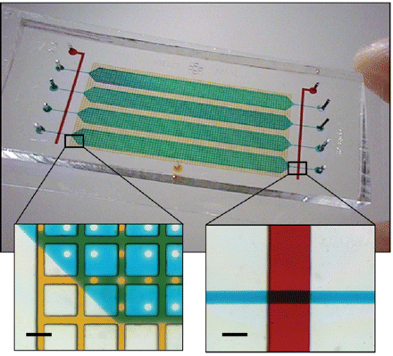 PDMS微流控芯片用于基因合成