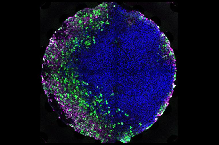 在微流控芯片上培養(yǎng)胚胎干細(xì)胞