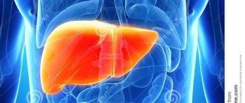 仿生微流控肝芯片研究進(jìn)展