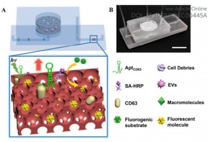 東南大學(xué)研究人員開發(fā)了一種名為ExoIDchip的微流體芯片，用于細(xì)胞外囊泡的有效分離和靈敏定量