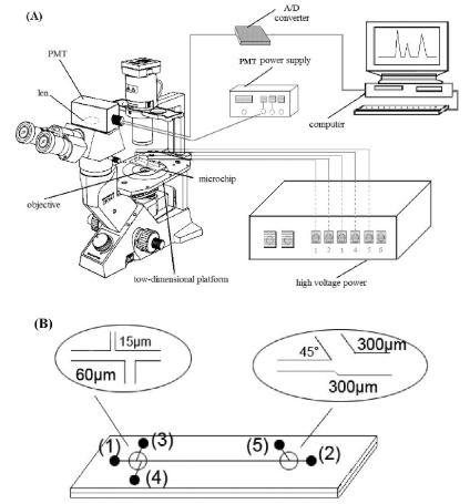 圖2.使用倒置顯微鏡和PMT檢測器在單個紅細胞分析中進行微流控芯片電泳。