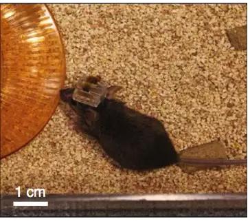 被戴上最新神經(jīng)裝置的小鼠