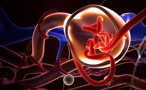 美國科學(xué)家開發(fā)出芯片上的腎小球 功能足以以假亂真