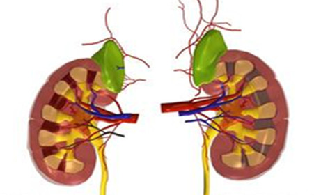 美國科學(xué)家開發(fā)出芯片上的腎小球 功能足以以假亂真
