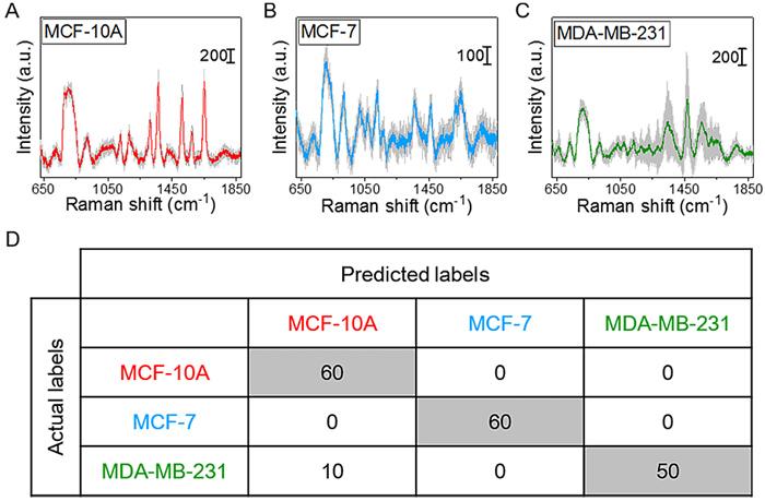基于軟管微流控的動態(tài)流體SERS平臺用于無標記細胞檢測