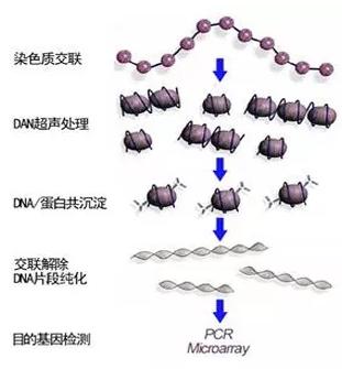 ChIP-seq技術(shù)簡介