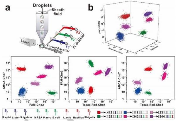 使用基于SDwalker-Drop的顏色和強(qiáng)度編碼條形碼進(jìn)行實際樣品分析