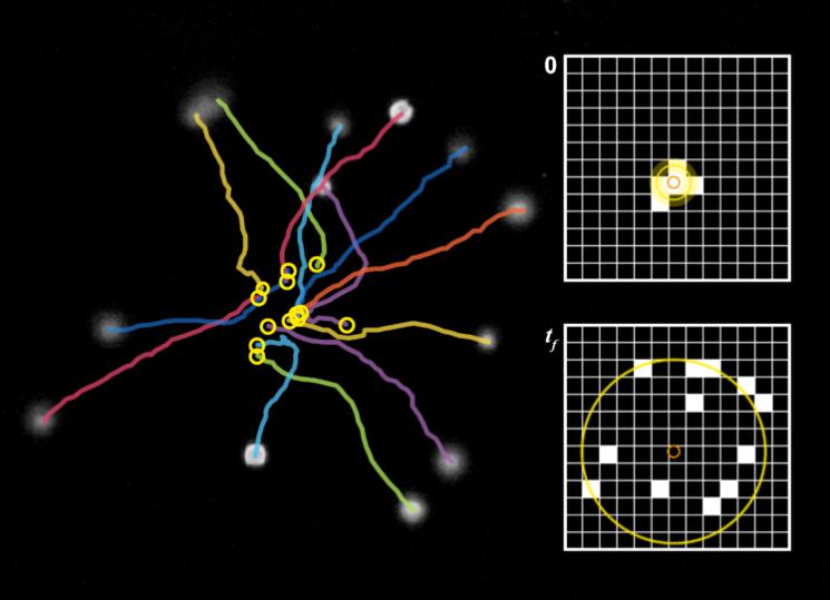 超聲波用于測量纖毛細胞的運動