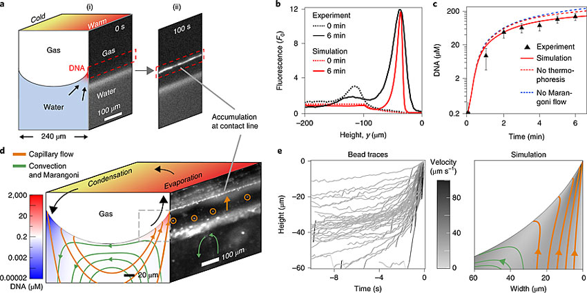 氣泡周圍的DNA分子發(fā)生了明顯的聚集。圖片來源：Nat. Chem.