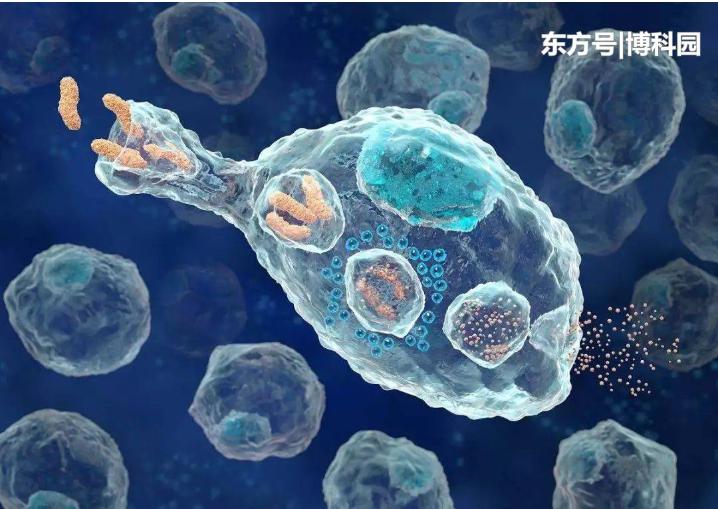 細(xì)胞在擁擠的細(xì)胞環(huán)境中移動得更快？