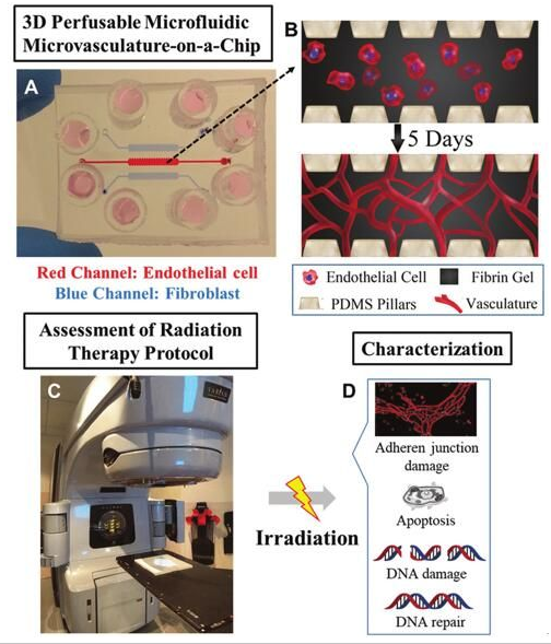 有望減少放射治療副作用的微流控芯片