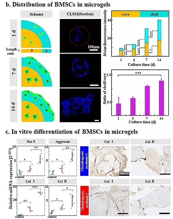 圖4：包載BMSC的Gel-HA微凝膠的體外生物學(xué)表征。
