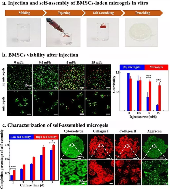 圖5：包載BMSCs的Gel-HA微凝膠在體外實(shí)現(xiàn)可注射和自組裝