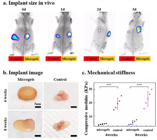 圖6：包載BMSCs的Gel-HA微凝膠在動(dòng)物體內(nèi)實(shí)現(xiàn)可注射和自組裝