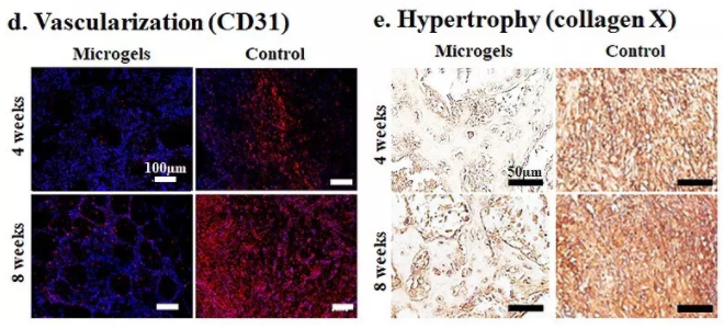 圖6：包載BMSCs的Gel-HA微凝膠在動(dòng)物體內(nèi)實(shí)現(xiàn)可注射和自組裝