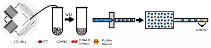 圖1.微流控CTC-iChip系統(tǒng)篩查血液中的肝癌的工作原理。