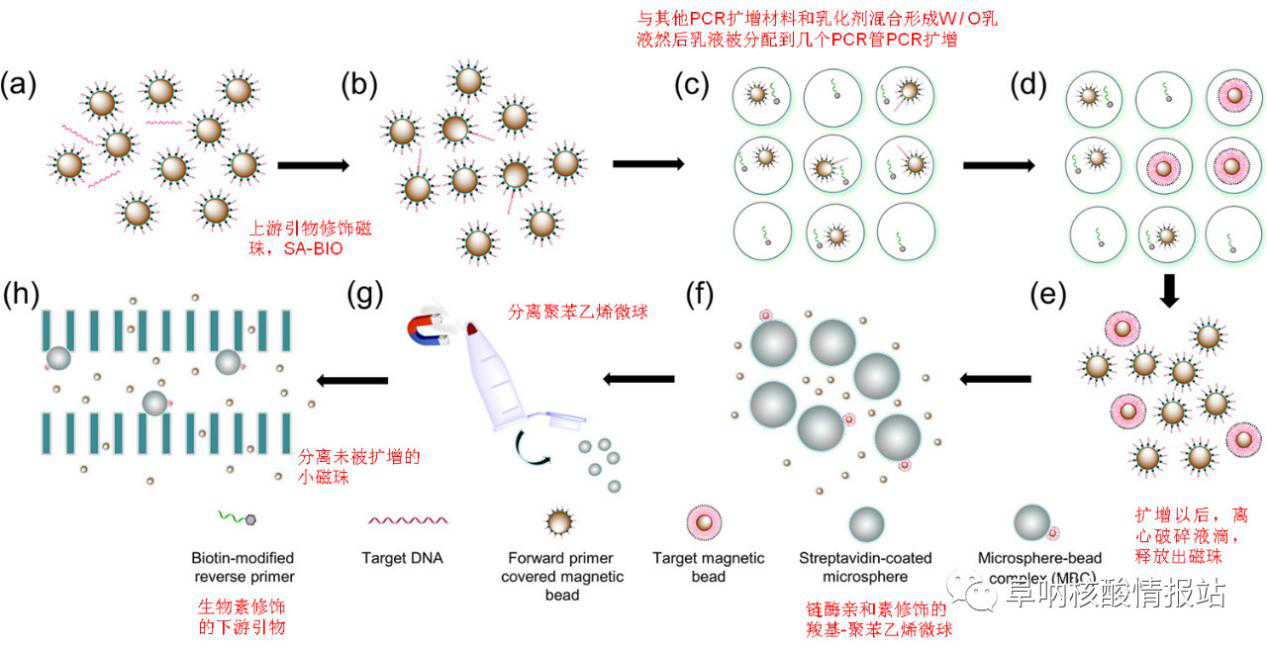 圖1 (a)和(b)混合磁珠和上游引物及樣品；(c)乳化混合物及聚合酶鏈反應； (d)放大單目標DNA；(e)液滴破碎；(f)捕獲改性聚苯乙烯微球；(g)從微球上分離游離磁珠；(h)捕獲磁珠陣列芯片。