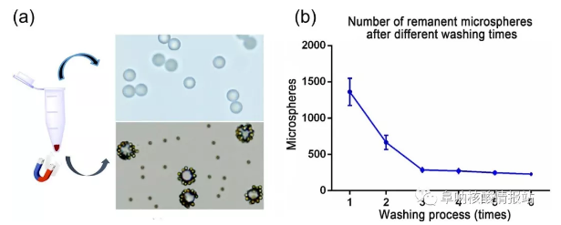 圖5 （a）上清液中游離微球和沉淀物中MBCs，研究了不同洗滌次數(shù)后殘留微球的數(shù)量。（b）經(jīng)過1次、2次洗滌后，殘余微球數(shù)量急劇減少，3次洗滌后逐漸減少，說明大部分游離微球已被洗滌3次后清除。確定理想的洗滌時間是4。