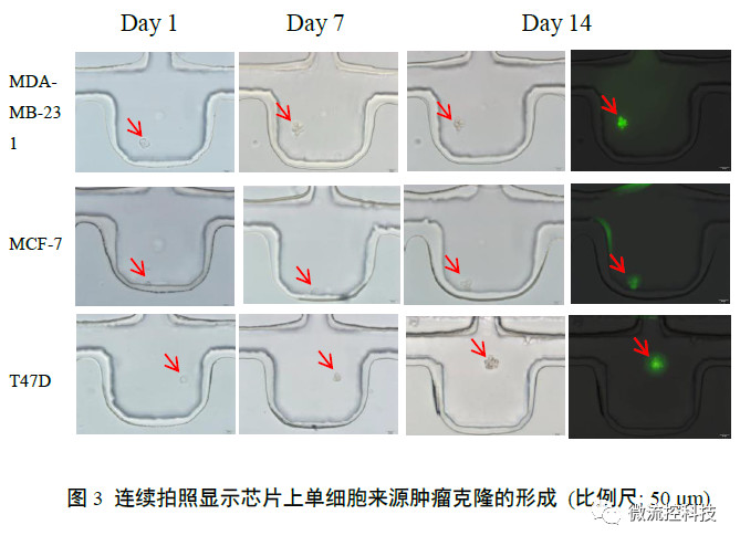 連續(xù)拍照顯示芯片上單細(xì)胞來源腫瘤克隆的形成
