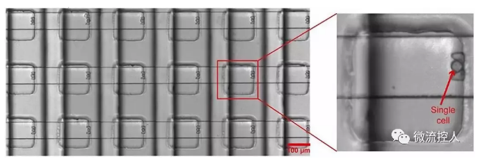 Science Advances 賓夕法尼亞州立大學(xué)研究人員開發(fā)出新型微流控設(shè)備可實(shí)現(xiàn)在數(shù)千個(gè)獨(dú)立活細(xì)胞上進(jìn)行藥物測試
