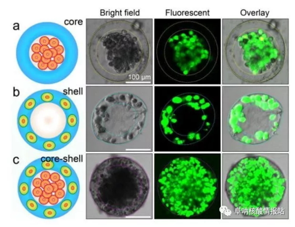 圖片4.png 圖3 3D核-殼支架中不同細(xì)胞的空間組裝a) 凝膠殼將HepG2細(xì)胞限制在核心中。b)通過交聯(lián)的藻酸鹽網(wǎng)絡(luò)固定在殼中的NIH-3T3成纖維細(xì)胞。c) 肝細(xì)胞在核心中同時(shí)組裝，在殼中成纖維細(xì)胞同時(shí)組裝，形成一滴人造肝臟。（比例尺100μm，細(xì)胞活力通過鈣黃綠素AM /EthD-1染色試劑盒進(jìn)行表征。）