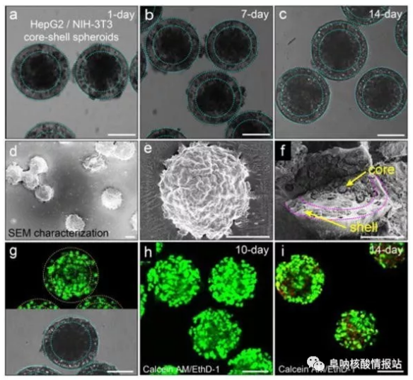 圖片5.png 圖4 在核-殼球體中共培養(yǎng)肝細(xì)胞和成纖維細(xì)胞。a-c) 肝細(xì)胞在核心和殼中的成纖維細(xì)胞分別共培養(yǎng)1天，7天和14天。隨著時(shí)間的推移，保持其球形形態(tài)。d-e)SEM圖像。f) 在核-殼結(jié)構(gòu)中空間受限的細(xì)胞集合。g）在-80℃下凍兩周然后在37℃下融化之后，封裝在球狀體中的細(xì)胞的高存活力。h）封裝在球體中的細(xì)胞共培養(yǎng)10天顯示出高細(xì)胞活力。i）培養(yǎng)14天的細(xì)胞的活力略有下降。