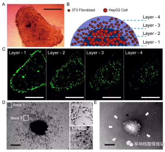 圖片9.png 圖8 液滴中3T3成纖維細(xì)胞和HepG2細(xì)胞形成的肝球體的結(jié)構(gòu)特征