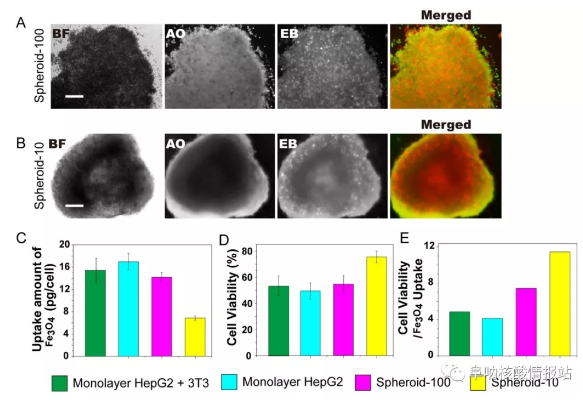 林金明, David A. Weitz：核殼支架中異型細(xì)胞的受控組裝：液滴中的器官
