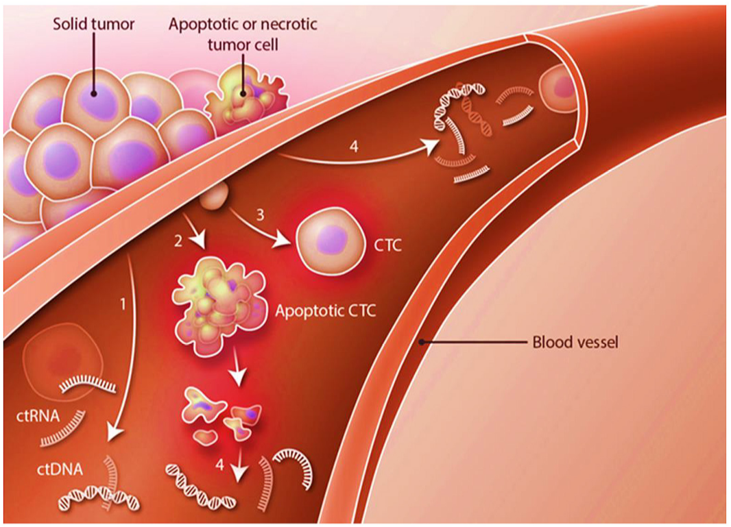 城大團隊所研發(fā)的技術(shù)主要針對血液中的循環(huán)細胞（CTC），小至0.1毫米的腫瘤都能及早發(fā)現(xiàn)
