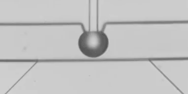 圖3 液滴融合以及掐斷過程慢動作回放（注：原高速視頻以10000幀每秒拍攝，當前的GIF圖片以10幀每秒回放，放慢了1000倍）