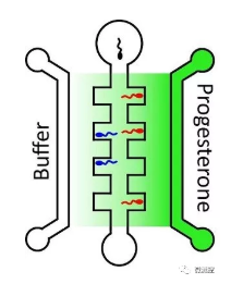 向包含高濃度孕酮（深綠色）的中央通道右側(cè)游動(dòng)的精子，比向左側(cè)的較低濃度（淺綠色）的精子游動(dòng)的多。