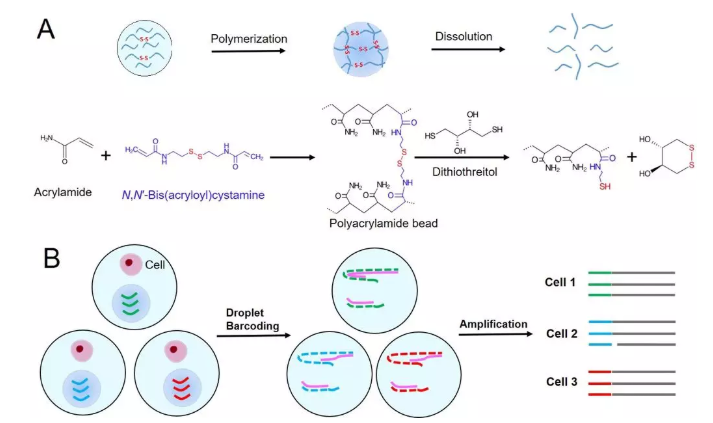 圖1. (A) 可控降解型聚丙烯酰胺微球的合成和降解原理示意圖，(B)可控降解型微球在基于液滴的單細(xì)胞分析過程使用的圖示。