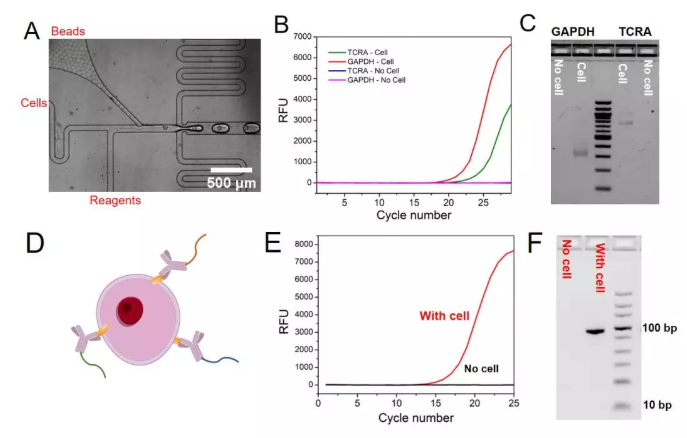 圖3. (A)顯微鏡下包裹單個細(xì)胞和單個微球的液滴的產(chǎn)生過程，(B) TCRA和GAPDH mRNA的qPCR實驗結(jié)果，(C) GAPDH和TCRA mRNA在液滴中反應(yīng)后PCR產(chǎn)物的瓊脂糖凝膠電泳實驗結(jié)果，(D)抗體–DNA偶聯(lián)物結(jié)合細(xì)胞表面蛋白的示意圖，(E)單細(xì)胞表面蛋白分析中的qPCR實驗結(jié)果，(F)細(xì)胞表面蛋白分析中的瓊脂糖凝膠電泳實驗結(jié)果。